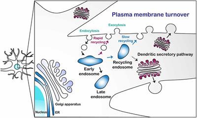 Dysregulated Plasma Membrane Turnover Underlying Dendritic Pathology in Neurodegenerative Diseases